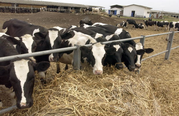 И крава може да буде гарант зајма: Шта све људи стављају под залогу